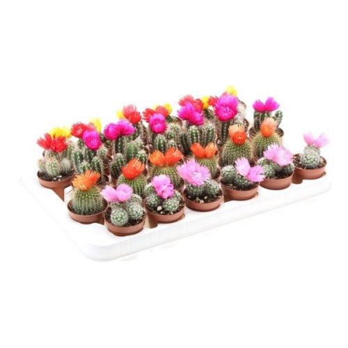 Cactus decoratie strobloem mix cd5002