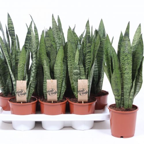 Sansevieria zeylanica