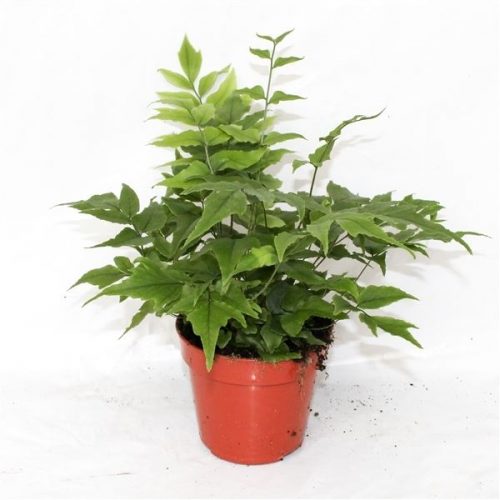 Cyrtomium fortunei clivicola