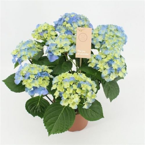 Hydrangea macr. early blue