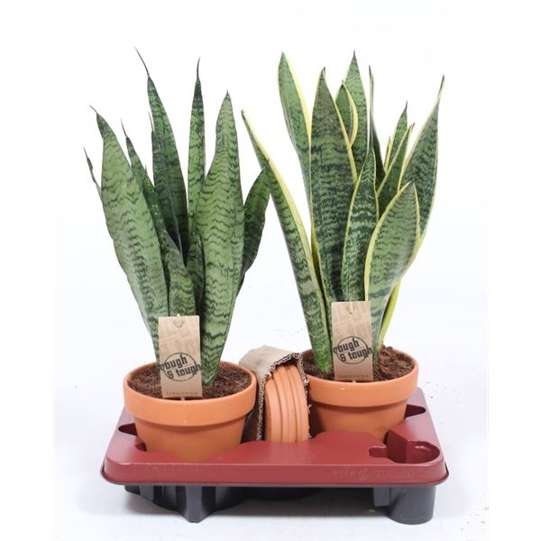 Sansevieria mix 1 Sansevieria mix