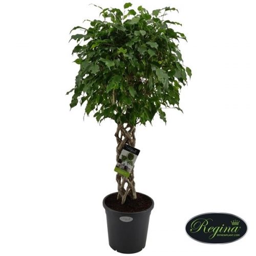 Ficus benjamina koker