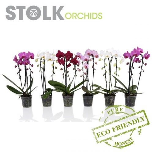 Phalaenopsis mix cascade