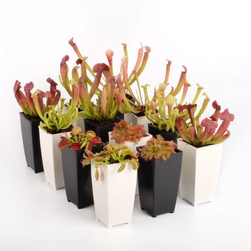 Kamerplanten waterfresh mix