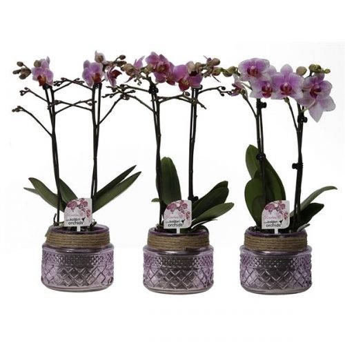 Phalaenopsis multiflora kolibri mix 12990pi