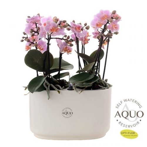 Phalaenopsis boquetto romantico