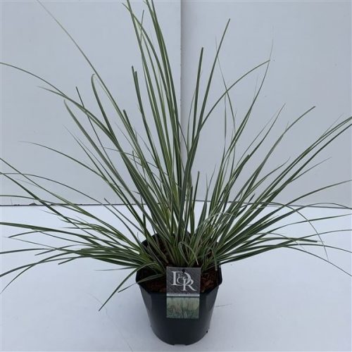 Cortaderia sell. mini silver pampas