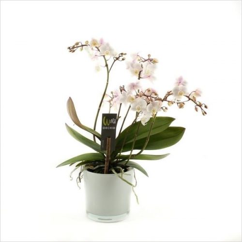Phalaenopsis multiflora wild wit roze wr12p