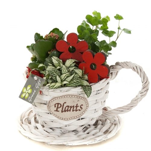 Gg2036 kop en schotel "plants" s	-	3	-	Adet