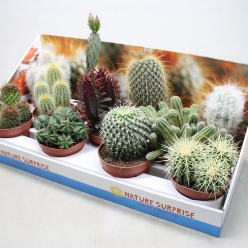 Cactus mix