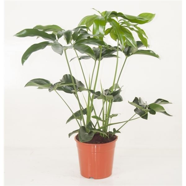 Philodendron green wonder