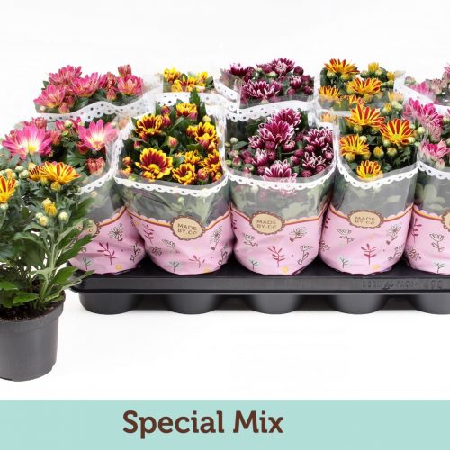 Chrysanthemum ind. mix