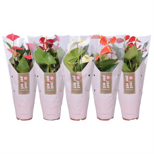 Anthurium andr. mix