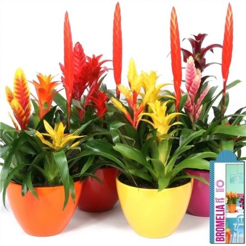 Bromelia mix cp23-348