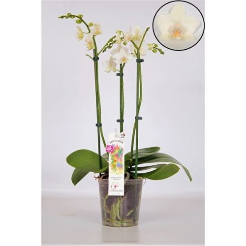Phalaenopsis multiflora wit