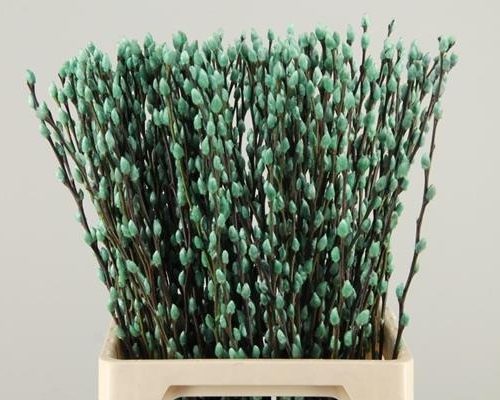 Salix Wilgenkatjes Pnt. Turquo - Salix verf