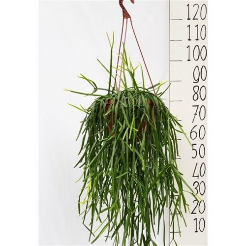 Rhipsalis trigona