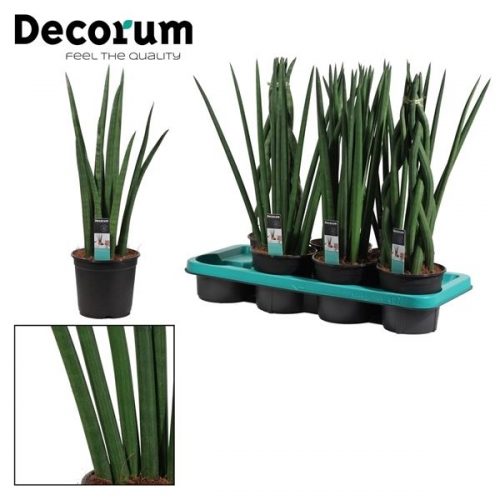 Sansevieria cylindrica mix		-	7	-	Adet