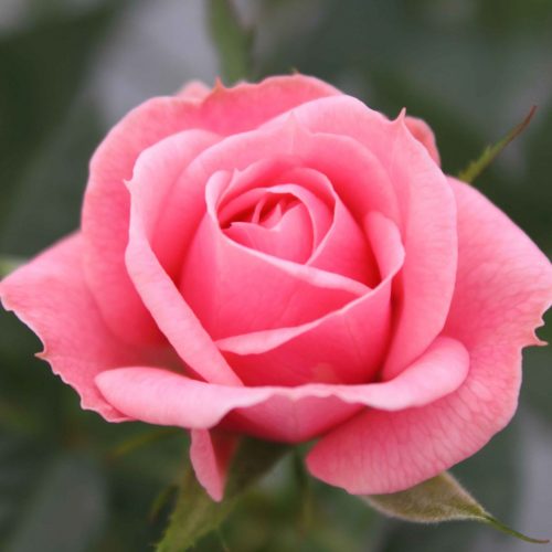 Rosa beau monde sparkling jewel