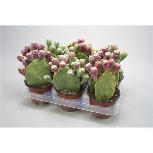 Opuntias vulgaris