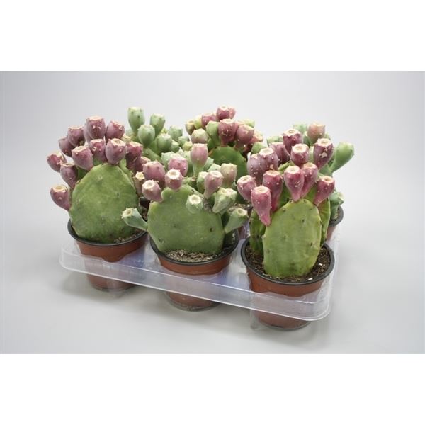 Opuntias vulgaris 1 Opuntias vulgaris