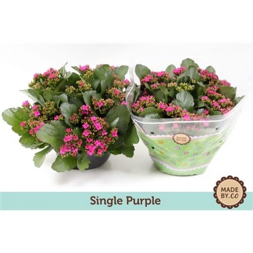 Kalanchoe paars calanday
