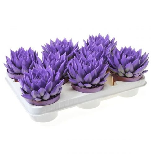 Echeveria miranda rainbow dark milka