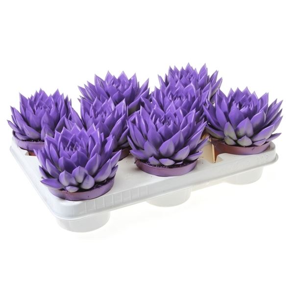 Echeveria miranda rainbow dark milka