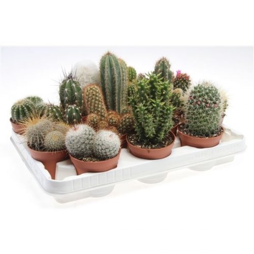 Cactus mix ca8001