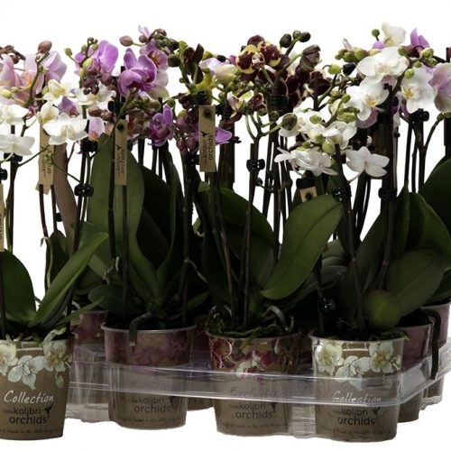 Phalaenopsis multiflora kolibri mix