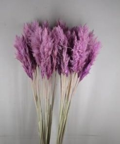 Df Pampas Paint Milka - Decoratiemateriaal (h%)