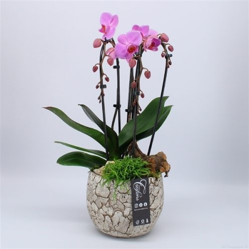 Phal-2007rz phalaenopsis creatie	-	3	-	Adet