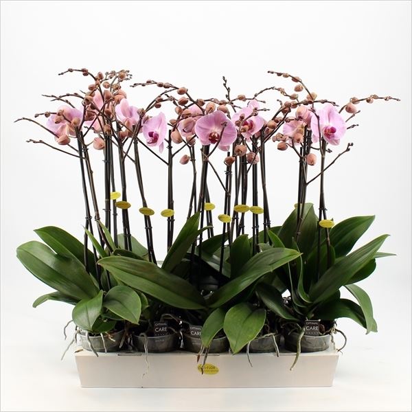 Phalaenopsis roze 1 Phalaenopsis roze