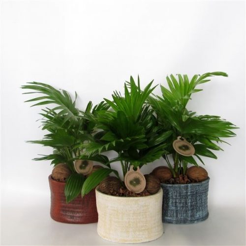 Livistonia rotundifolia