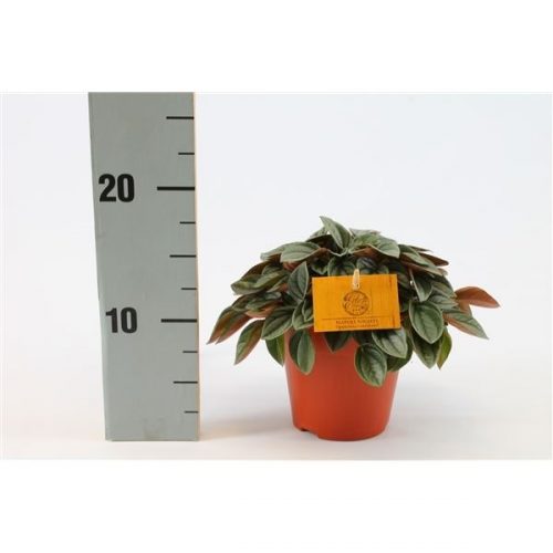 Peperomia napoli nights