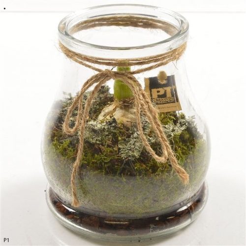 Pthcg 5891	-	6	-	Adet