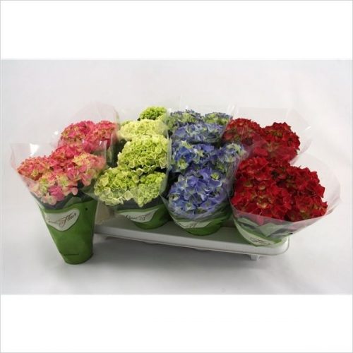 Hydrangea macr. mix