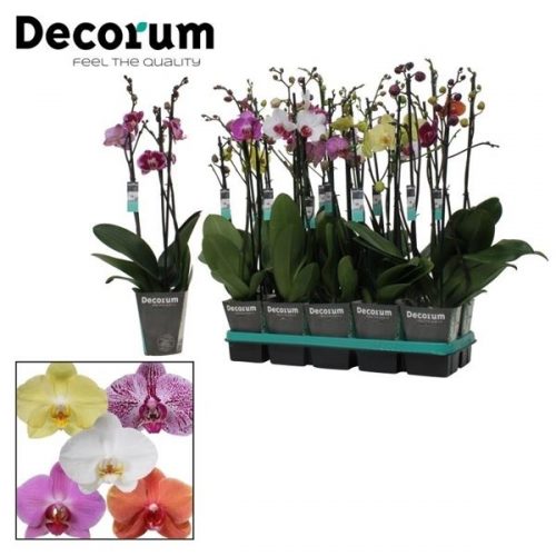 Phalaenopsis mix