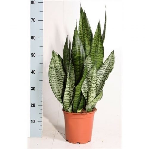 Sansevieria zeylanica