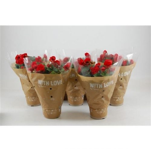 Begonia elatior du. baladin