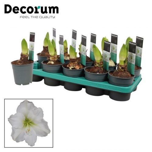 Hippeastrum wit 2 knop extra op (de		-	6	-	Adet