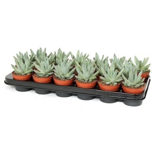 Echeveria hookerii hook508