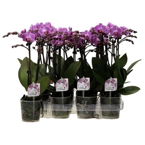Phalaenopsis multiflora kolibri paars