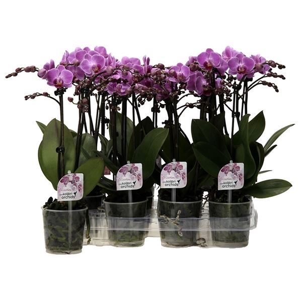 Phalaenopsis multiflora kolibri paars 1 Phalaenopsis multiflora kolibri paars