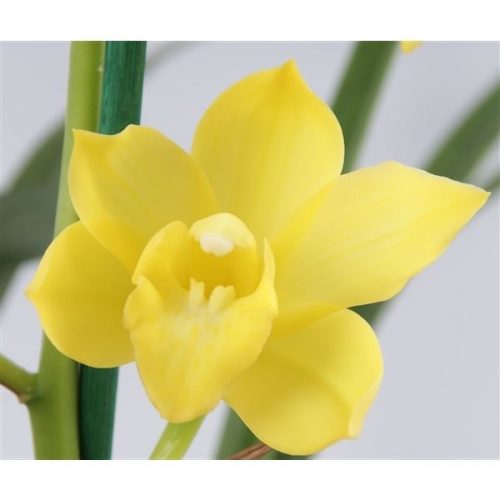 Cymbidium geel
