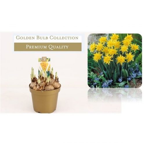 Narcissus rip van winkle