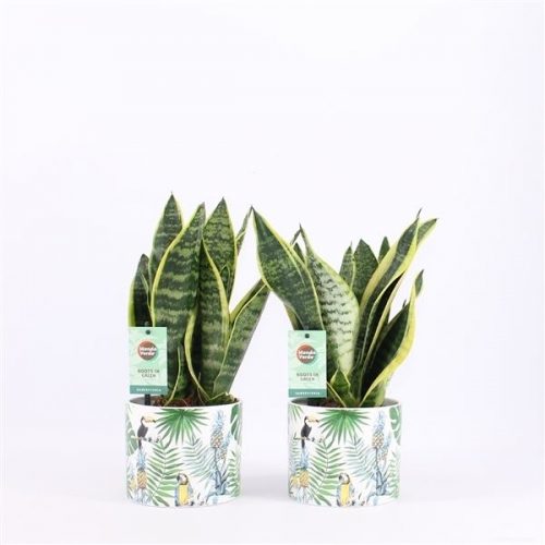 Sansevieria trifasciata futura superba