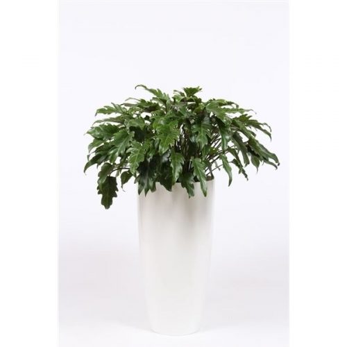 Philodendron xanadu phxak33w