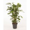 Caryota mitis 2 Caryota mitis 1
