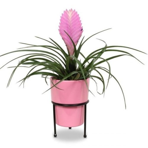 Tillandsia anita ani-msr